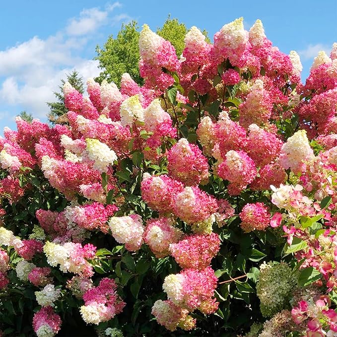 55+ Vanilla Strawberry Hydrangea Flower Seed for Planting Outdoor-Open Pollinated Fragrant Shade Garden Flowers