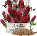 Seed Needs Clover Seeds Crimson Clover Ground Cover | 12,000+ Seeds Trifolium Incarnatum Annual Flower | Bulk Resealable Pounch of Clover Seed | Blooms Attract Pollinators