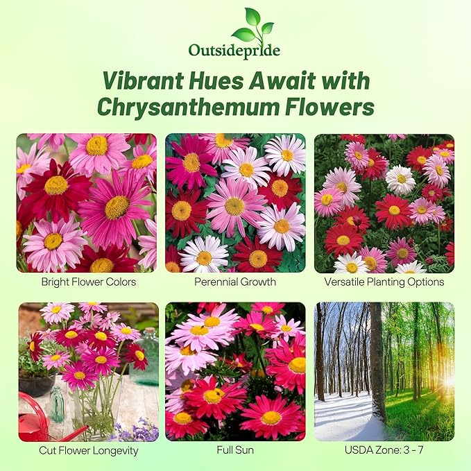 Outsidepride Robinson's Mix Chrysanthemum Seeds - 5000 Pcs. Perennial, Drought Tolerant Flower Seeds for Planting in Pollinator Gardens, Cut Flowers & Low Maintenance Landscaping