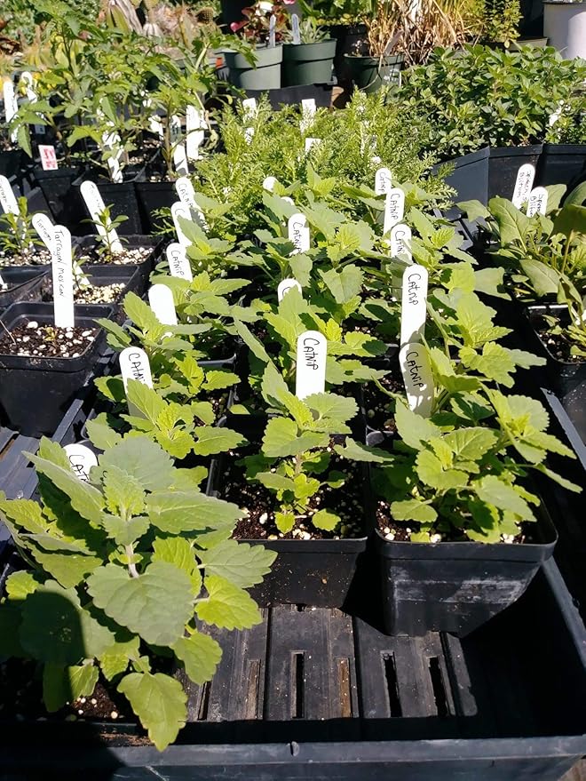 Gaea's Blessing Seeds - Catnip Seeds - Non-GMO Heirloom Seeds Nepata Cataria Open-Pollinated - with Easy to Follow Instructions - 90% Germination Rate Net Wt. 1.1g (Pack of 2)