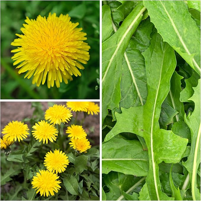 Seed Needs Dandelion Seeds for Planting Taraxacum officinale - Non-GMO Heirloom & Untreated Perennial Herbs - Grow Salad Greens, Food for Tortoises, Rabbits & Bearded Dragons (5 Packs)