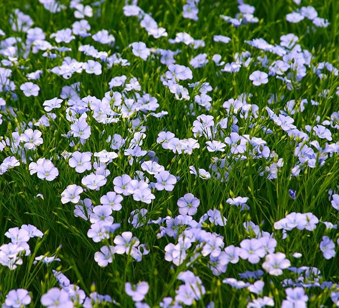TomorrowSeeds - Blue Flax Wildflower Seeds - 15,000+ Count - For 2026 Planting Linum Perenne Lewis Lavender Sky Blue Prairie Wild Alpine Lint Perennial Garden Wildflower Flower Grow Your Own Home Farm