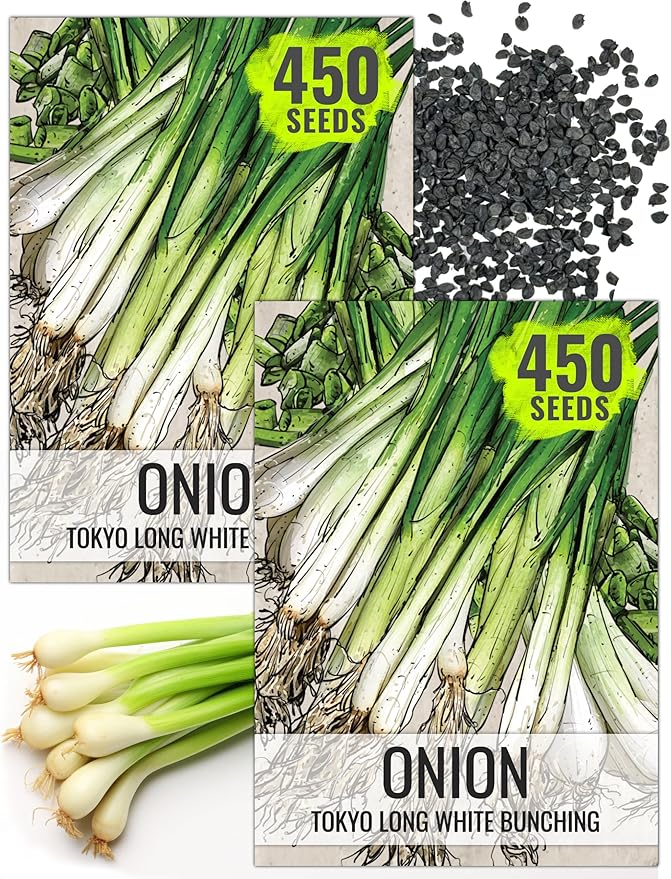 Seed Needs Onion Seeds for Planting Tokyo White Bunching Long Day Onions - Non-GMO Heirloom & Untreated Vegetable Seeds to Plant an Outdoor Home Grown Veggie Garden (2 Packs)