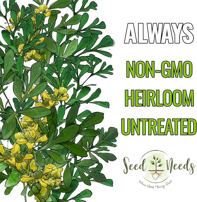 Seed Needs Rue Seeds for Planting Medicinal Herbs - Non-GMO Heirloom & Untreated Perennial Herb Seed to Plant a Home Grown Garden Indoors or Outdoors (5 Packs)