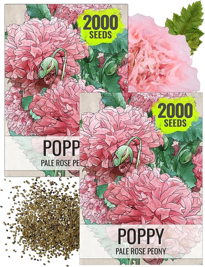 Seed Needs Pale Rose Peony Poppy Seeds for Planting - Heirloom & Open Pollinated Annual Flowers - Pink Ruffled Blooms to Attract Butterflies to The Garden (2 Packs)