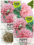 Seed Needs Pale Rose Peony Poppy Seeds for Planting - Heirloom & Open Pollinated Annual Flowers - Pink Ruffled Blooms to Attract Butterflies to The Garden (2 Packs)