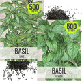 Seed Needs Lemon Basil/Lime Basil Seeds for Planting Fresh Kitchen Herbs - Non-GMO Heirloom & Untreated Annual Herb Seed to Plant a Culinary Garden Indoors or Outdoors
