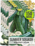 Seed Needs Zucchini Seeds for Planting Black Beauty Summer Squash - Non-GMO, Heirloom & Untreated - Prolific Yields of Delicious Zucchinis in a Home Grown Outdoor Vegetable Garden (5 Packs)