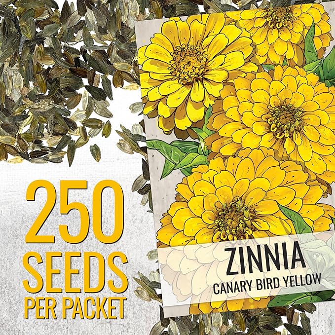 Seed Needs Zinnia Seeds for Planting Canary Bird Yellow Zinnias - Heirloom & Open Pollinated Annual Cut Flowers for a Butterfly Garden (5 Packs)