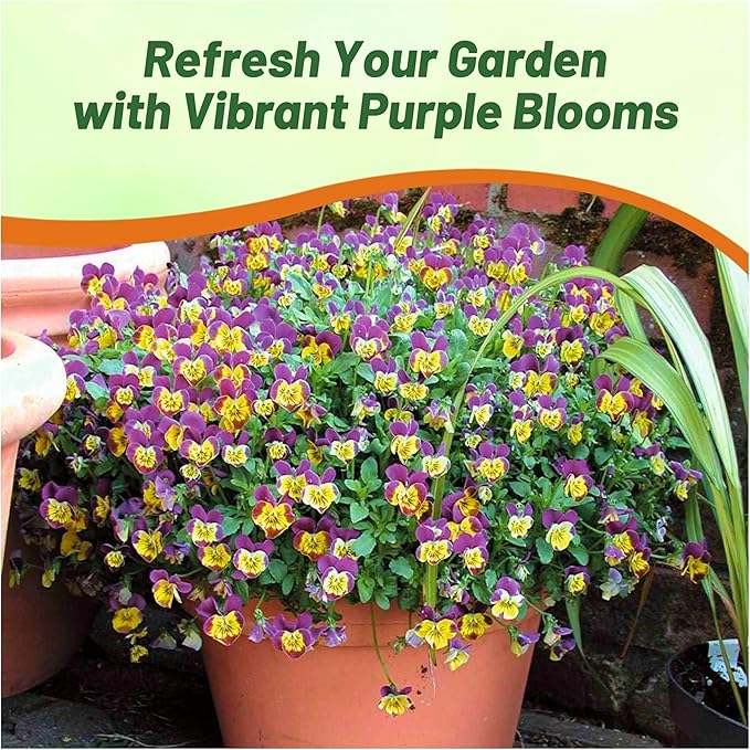 Outsidepride Miniola Heart Purple Violet Seeds for Planting - 100 Pcs Annual, Compact & Pollinator Friendly Viola Flower Seed w/Purple and Yellow Blooms, Ideal for Garden Borders & Container Displays