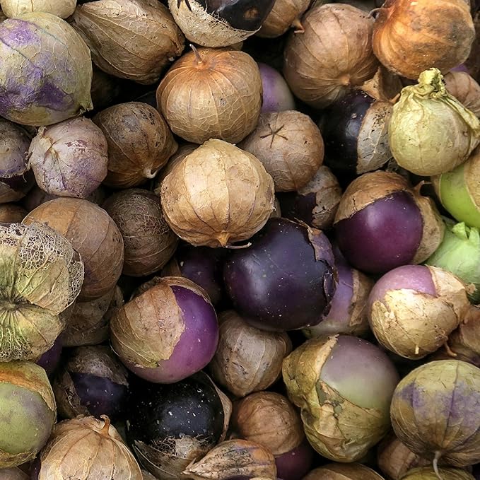 Seed Needs Purple Tomatillo Seeds for Planting - Non-GMO Heirloom & Untreated Annual Veggie Seed to Plant a Home Grown Vegetable Garden Outdoors (2 Packs)