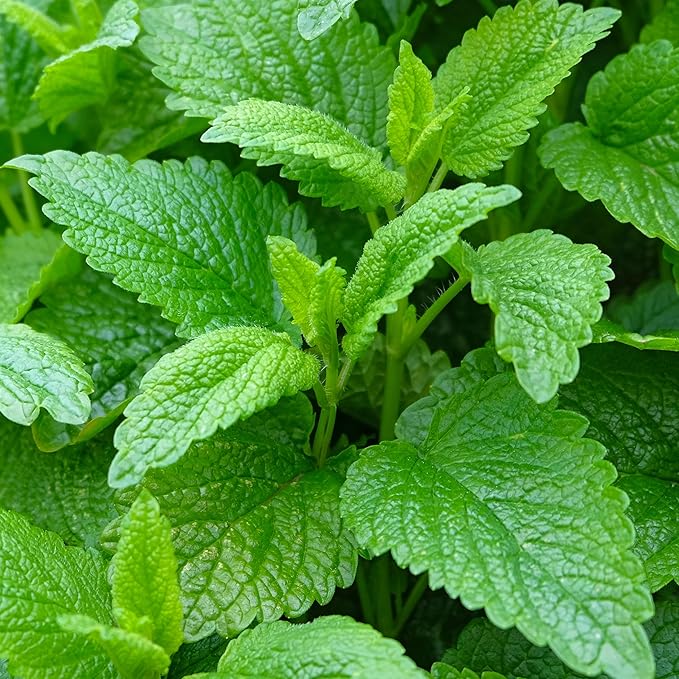 Seed Needs Lemon Balm Seeds for Planting - Non-GMO, Heirloom & Untreated Perennial Medicinal Herb - Plant Indoors/Outdoors Used for Making Calming Tea (2 Packs)