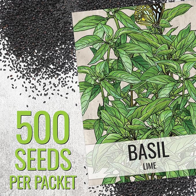 Seed Needs Lemon Basil/Lime Basil Seeds for Planting Fresh Kitchen Herbs - Non-GMO Heirloom & Untreated Annual Herb Seed to Plant a Culinary Garden Indoors or Outdoors