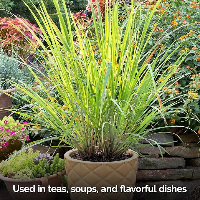 KVITER 800 Lemongrass Seeds (Cymbopogon citratus) - Lemon Grass Seed, Aromatic Culinary Herbs, Organic & Non GMO - Heirloom Herb Seeds for Outdoor, Indoor Garden & Containers