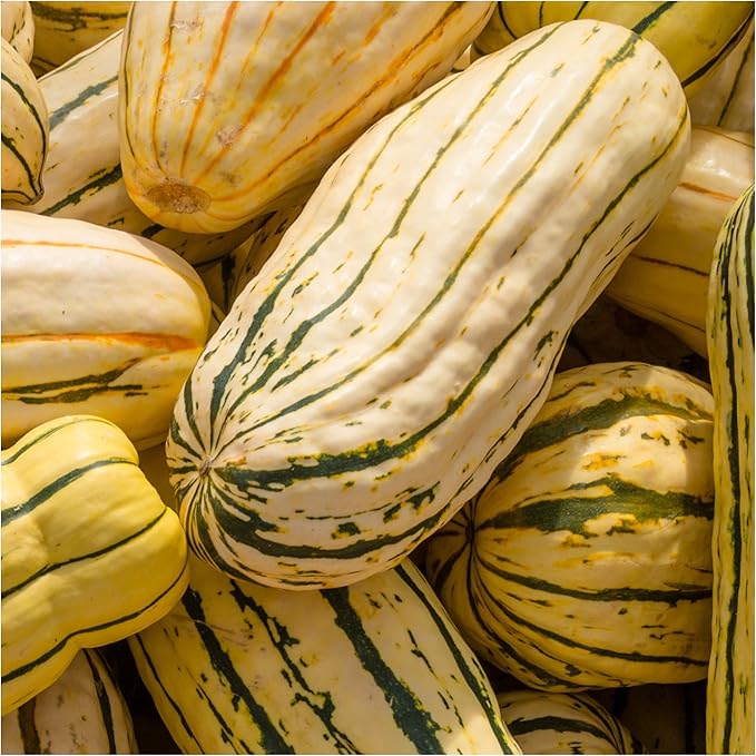 Seed Needs, Delicata Squash Seeds - 25 Heirloom Seeds for Planting Cucurbita Pepo - Winter Squash to Plant an Outdoor Garden, Non-GMO & Untreated (1 Pack)