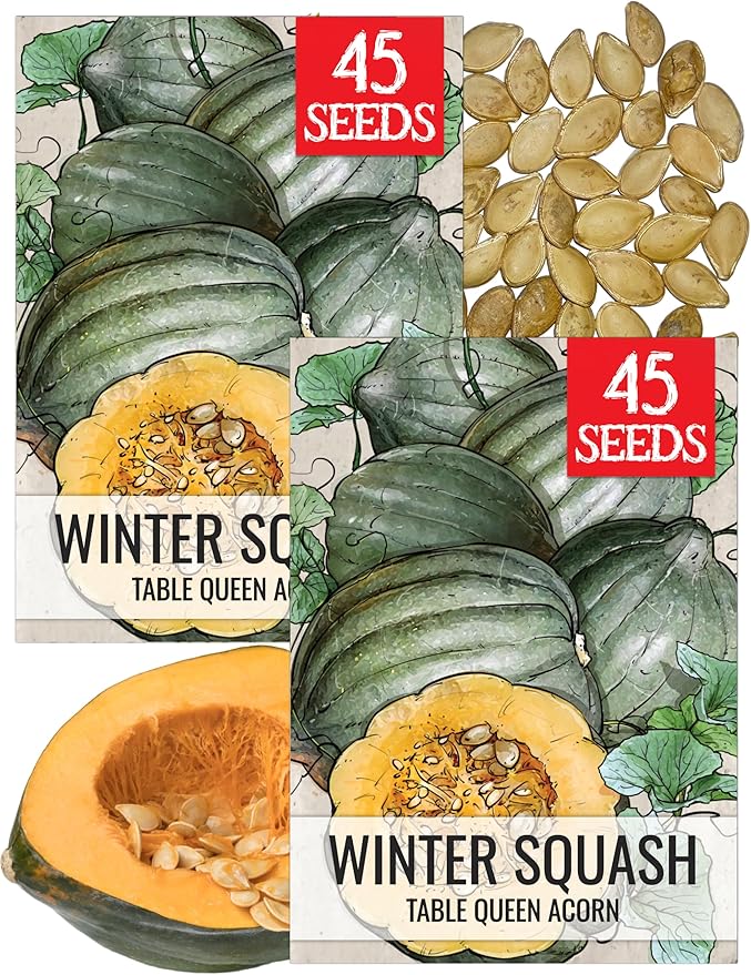 Seed Needs Winter Squash Seeds for Planting Table Queen Squashes - Non-GMO Heirloom & Untreated Vegetable Seed to Plant an Outdoor Home Grown Veggie Garden