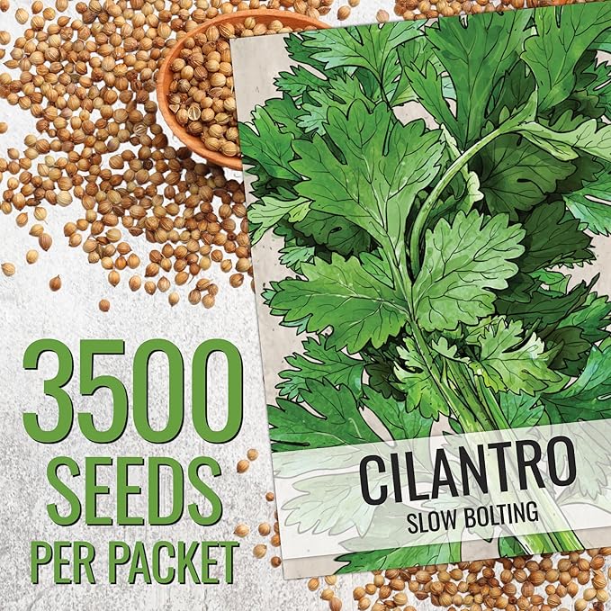 Seed Needs Cilantro Seeds for Planting Herb Seed | 3,500+ Non GMO Heirloom & Untreated Seeds | 1.5 Ounce Bulk Package Coriander Seed | Great for Hydroponics, Home Gardens or Grown as a Garnish