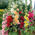 100 Double Hollyhock Seeds – Multicolor Heirloom Perennial Blooms, Ideal for Borders and Cottage Gardens