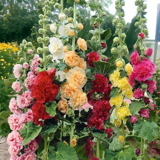 100 Double Hollyhock Seeds – Multicolor Heirloom Perennial Blooms, Ideal for Borders and Cottage Gardens