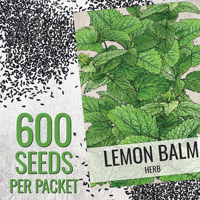 Seed Needs Lemon Balm Seeds for Planting - Non-GMO, Heirloom & Untreated Perennial Medicinal Herb - Plant Indoors/Outdoors Used for Making Calming Tea (2 Packs)