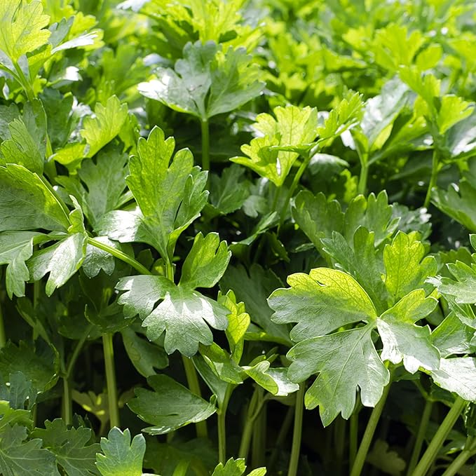 Culinary Herb Seeds Variety Pack – Genovese Basil, Italian Flat Leaf Parsley, Cilantro, Dill – Non-GMO, Heirloom, USA-Grown Herb Garden Seeds for Indoor or Outdoor Growing – Kitchen Essentials for Cooking