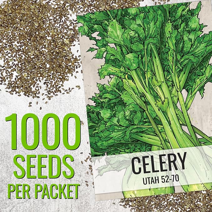 Seed Needs Celery Seeds for Planting Utah 52-70 Celery - Non-GMO, Heirloom & Untreated - Grow a Home Grown Outdoor Vegetable Garden for Fresh Produce (2 Packs)