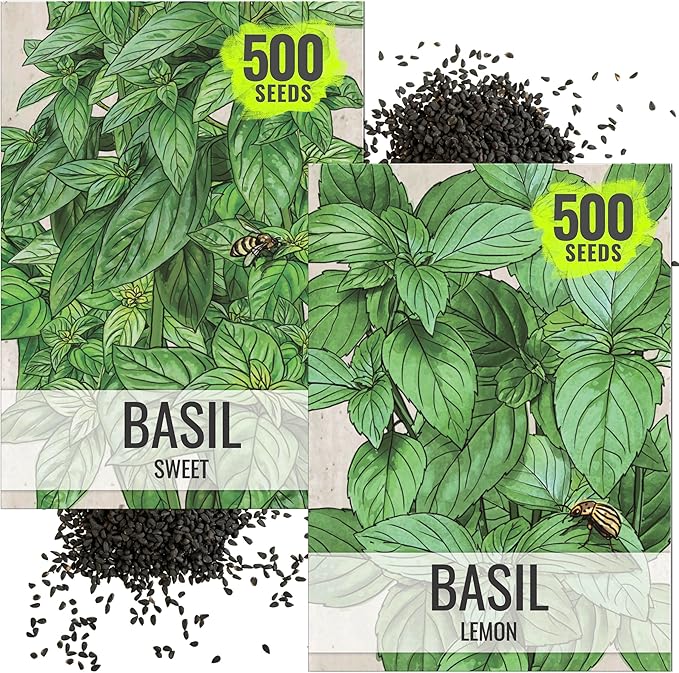 Seed Needs Genovese Basil/Lemon Basil Seeds for Planting Fresh Kitchen Herbs - Non-GMO Heirloom & Untreated Annual Herb Seed to Plant a Culinary Garden Indoors or Outdoors