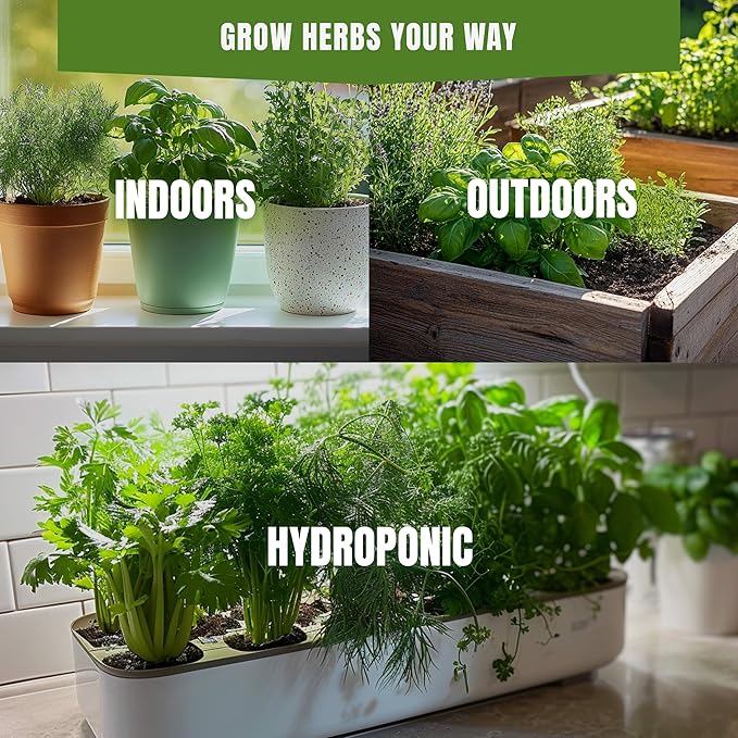 Parsley Italian Giant Seeds for Planting – 200+ Non-GMO Heirloom Flat Leaf Culinary Herb for Cooking and Garnish, High Germination (Petroselinum crispum)