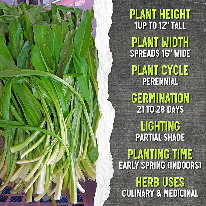 Seed Needs Culantro Seeds for Planting Mexican Coriander - Non-GMO Heirloom & Untreated Culinary/Medicinal Herbs to Grow an Indoor/Outdoor Herb Garden (5 Packs)