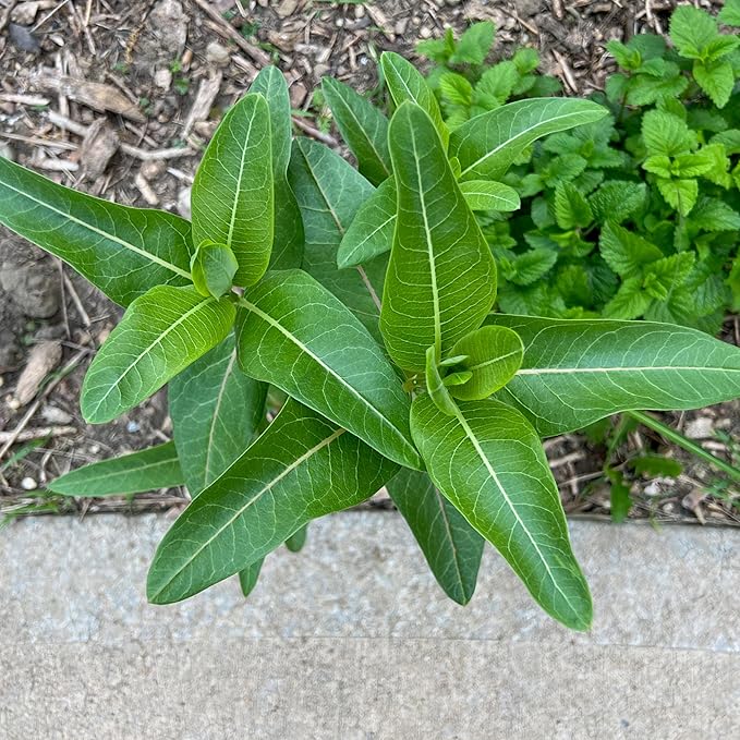Seed Needs Milkweed Seeds for Planting a Butterfly Garden to Attract Monarch Butterflies - Collection of Pink, Orange & White Asclepias Milk Weed Variety Pack (5 Packs)