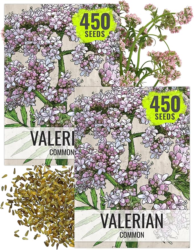 Seed Needs Valerian Seeds for Planting Stink Root Plants - Non-GMO Heirloom & Untreated Perennial Medicinal Herb Seed to Plant a Home Grown Outdoor Garden (2 Packs)