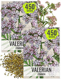 Seed Needs Valerian Seeds for Planting Stink Root Plants - Non-GMO Heirloom & Untreated Perennial Medicinal Herb Seed to Plant a Home Grown Outdoor Garden (2 Packs)