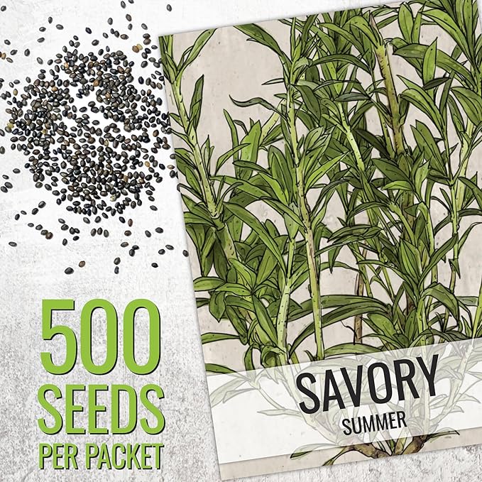 Seed Needs Savory Seeds for Planting Summer & Winter Savory Herbs - Non-GMO Heirloom & Untreated Herb Seed to Plant an Indoor/Outdoor Culinary Medicinal Garden (Collection of 2 Packets)