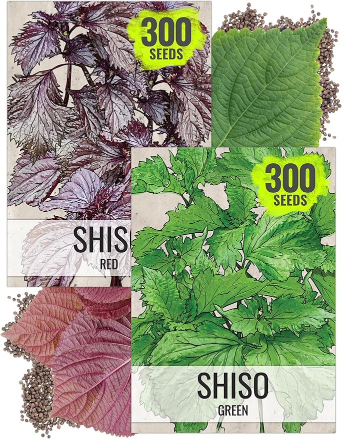 Seed Needs Shiso Seeds for Planting Green & Red Perilla - Non-GMO Heirloom & Untreated Herb Seed to Plant an Indoor/Outdoor Culinary Garden (Collection of 2 Packets)