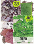 Seed Needs Shiso Seeds for Planting Green & Red Perilla - Non-GMO Heirloom & Untreated Herb Seed to Plant an Indoor/Outdoor Culinary Garden (Collection of 2 Packets)
