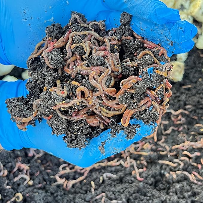 100 Live Red Wiggler Composting Worms – Starter Pack for Vermicomposting, Worm Bin & Garden Soil Improvement | Compost Worms for Organic Gardening or Fishing Bait