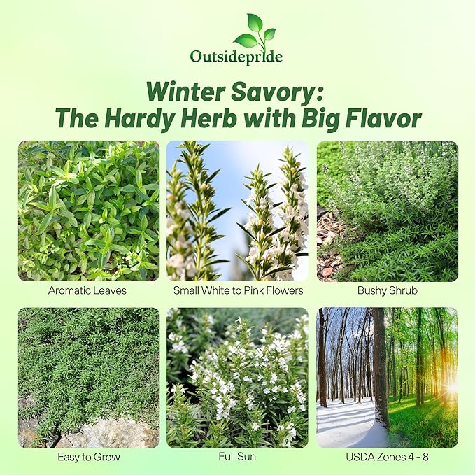 Outsidepride Winter Savory Seeds - 5000 Pcs Perennial Culinary Herb Seeds for Planting with Aromatic Leaves, Drought Tolerant & Compact for Container, Raised Bed, & Kitchen Herb Garden