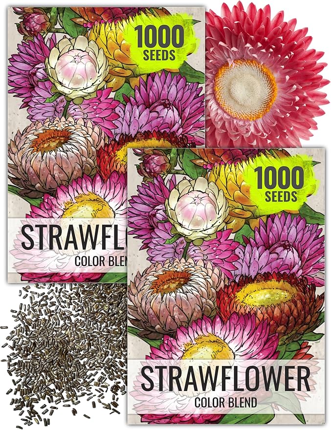 Seed Needs Strawflower Seeds for Planting - Heirloom & Open Pollinated Annual Flower Seed - Grow a Colorful Mix of Wildflowers for a Butterfly Garden, Bouquets & Floral Arrangements (2 Packs)