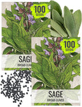 Seed Needs Sage Seeds for Planting Broad Leaved Herbs - Non-GMO Heirloom & Untreated Culinary Herb Seed to Plant a Home Grown Garden Indoors or Outdoors (2 Packs)