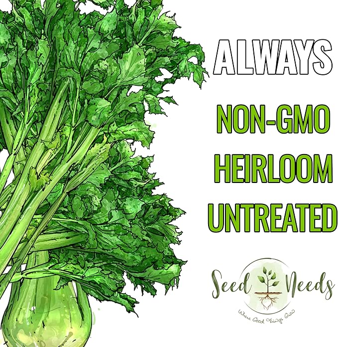 Seed Needs Celery Seeds for Planting Utah 52-70 Celery - Non-GMO, Heirloom & Untreated - Grow a Home Grown Outdoor Vegetable Garden for Fresh Produce (2 Packs)