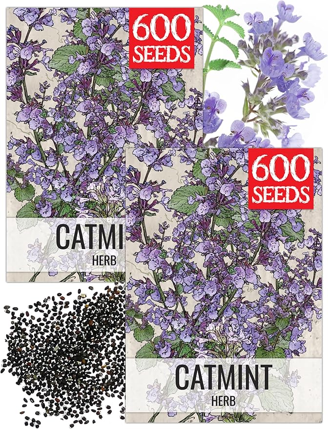 Seed Needs Catmint Seeds for Planting an Indoor/Outdoor Herb Garden - Non-GMO Heirloom & Untreated Herbal Plants - Great for Cats Nepeta mussinii (2 Packs)