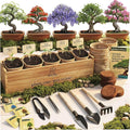 Planter's Choice Bonsai Tree Starter Kit - Unique Easter Gifts for Women, Men - Birthday Gifts for Adults - Indoor Live House Plants - DIY for Adults Craft Kits - Hobby Gift for Gardening Lovers