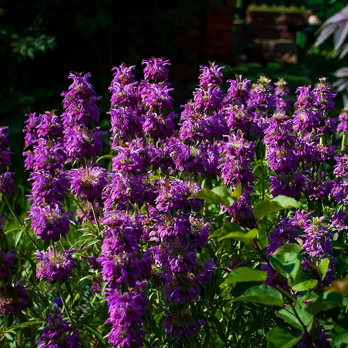 Outsidepride Lemon Bee Balm Seeds - 1 lb. Annual, Easy to Grow & Pollinator Friendly Monarda Citriodora Flower Seeds for Planting Fragrant Lavender Pink Blooms, Ideal for Teas & Potpourri