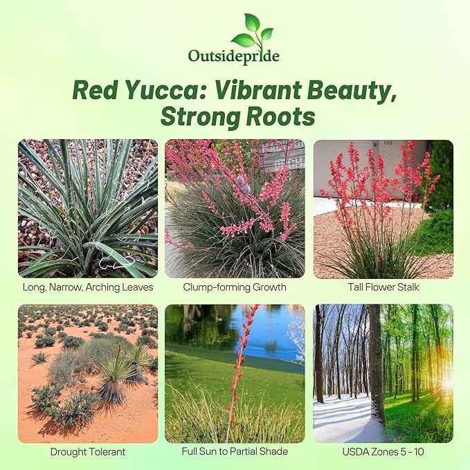 Outsidepride Red Yucca Seeds for Planting - 25 Pcs Drought Tolerant Flower Seeds with Evergreen Foliage & Pollinator-Friendly Flowers, for Xeriscaping, Dry or Sandy Landscapes