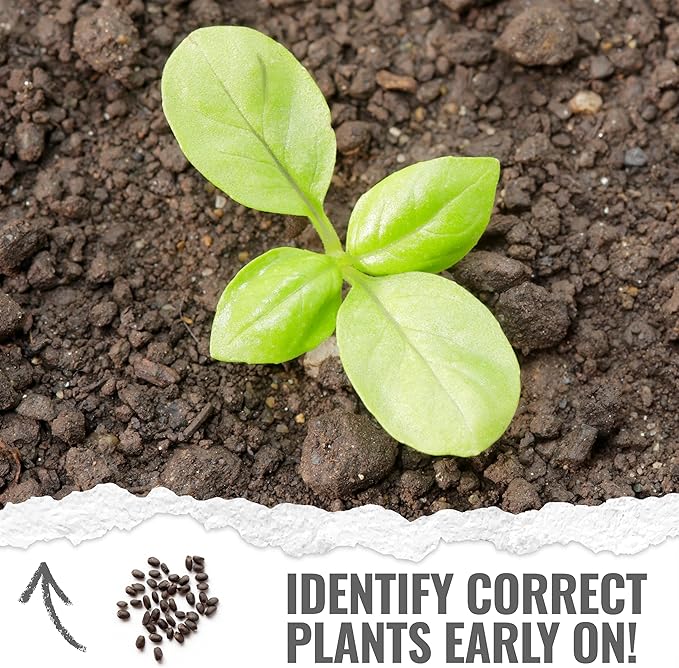 Seed Needs Basil Seeds for Planting Italian Large Leaf Herbs - Non-GMO Heirloom & Untreated - Grow an Indoor or Outdoor Home Grown Herb Garden (5 Packs)