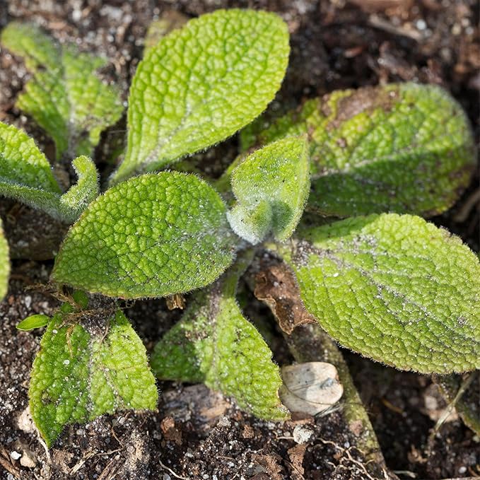 Seed Needs Foxglove Seeds for Planting Excelsior Mix Fox Glove - Heirloom & Open Pollinated Flowers to Plant an Outdoor Butterfly Garden with Colorful Wildflowers (2 Packs (10,000 Seeds))