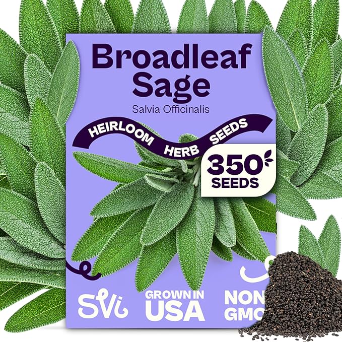 SVI 350 Broadleaf Sage Seeds (Salvia officinalis) - Common Sage, Heirloom Aromatic Herbs - Culinary Herb Seeds for Containers, Home, Kitchen Herb Garden