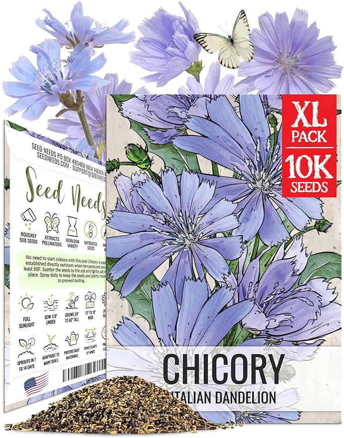 Seed Needs Chicory Seeds for Planting Cichorium intybus - Heirloom & Open Pollinated Wildflowers to Grow a Butterfly Garden that Attracts Butterflies, Bees & Other Pollinators (XL Pack)