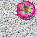 Perlite for Plants, Extra Coarse Grade 4 Horticultural Perlite, Organic Perlite for Gardening Indoor & Outdoor, Made in USA (20 quarts)