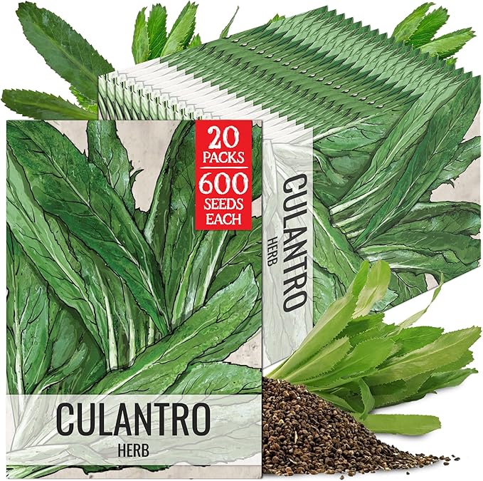 Seed Needs Culantro Seeds for Planting Mexican Coriander - Non-GMO Heirloom & Untreated Culinary/Medicinal Herbs to Grow an Indoor/Outdoor Herb Garden (20 Packs)